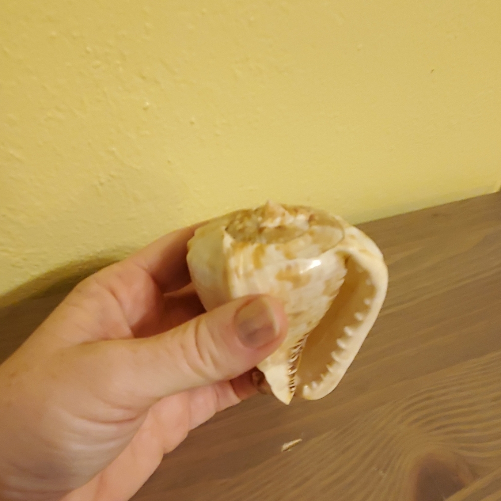 Seashell - Picture 5 of 5